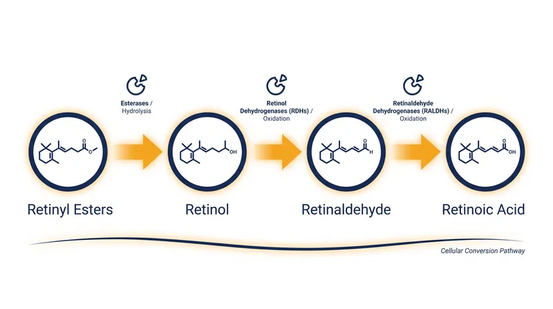 The two-step enzymatic conversion pathway required to turn retinol into active retinoic acid.