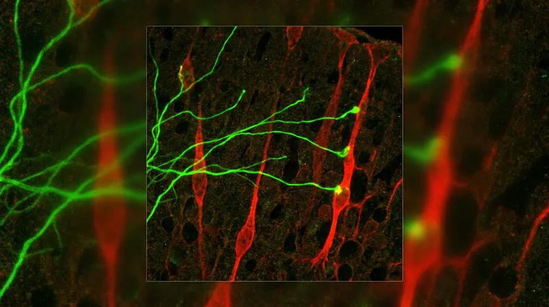 Thalamic projections physically contact radial glia to signal the production of upper-layer cortical neurons.