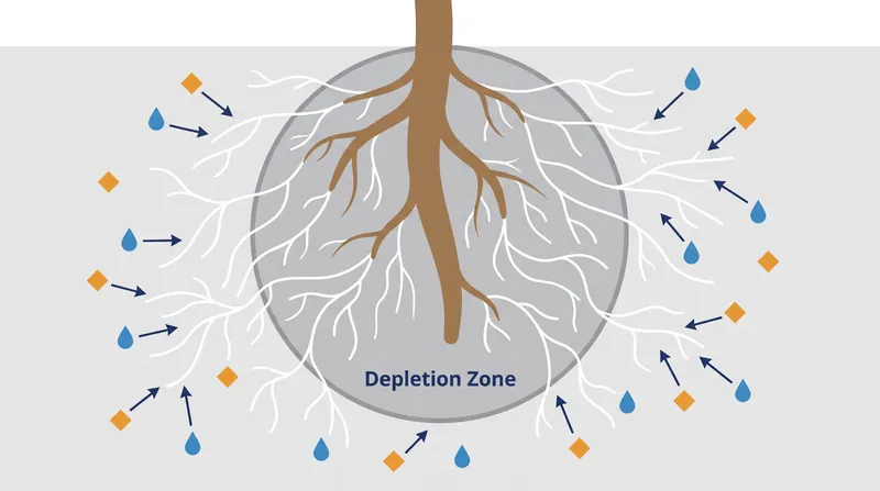 Fungal hyphae bypass the root's depletion zone to mine untapped soil resources.