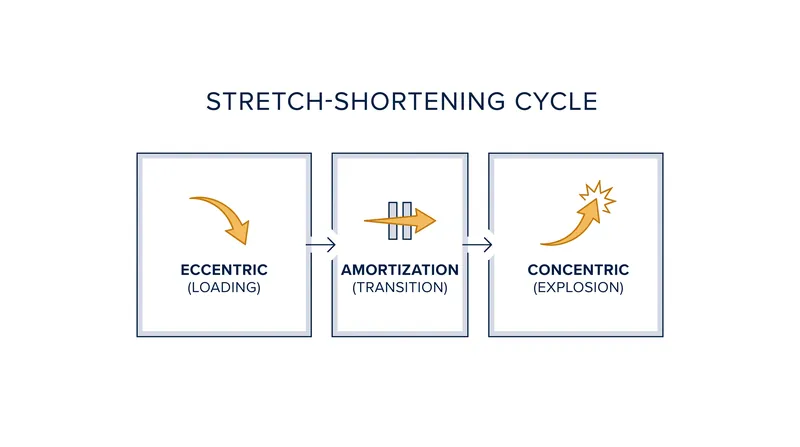 The stretch-shortening cycle dictates how elastic energy is stored and released during movement.