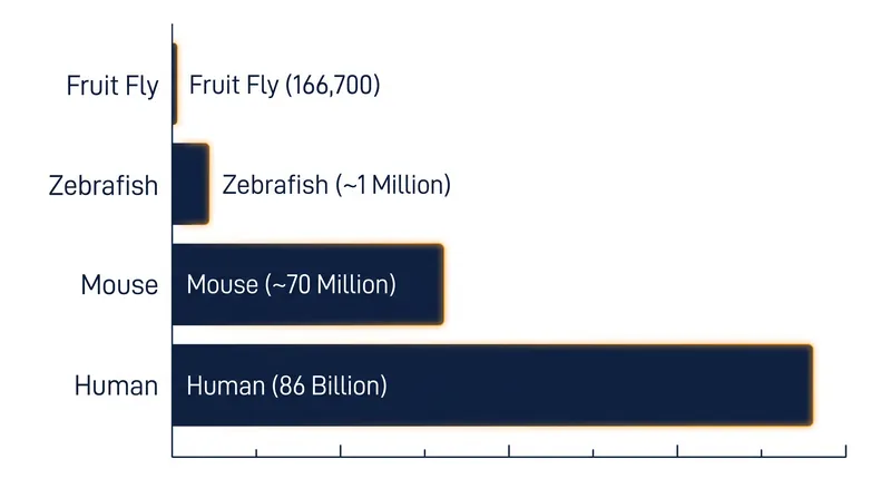 While the fruit fly connectome maps 166,700 neurons, the human brain contains an estimated 86 billion.