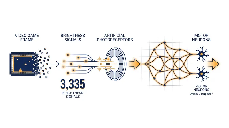 How game engine frames are translated into simulated biological stimuli.