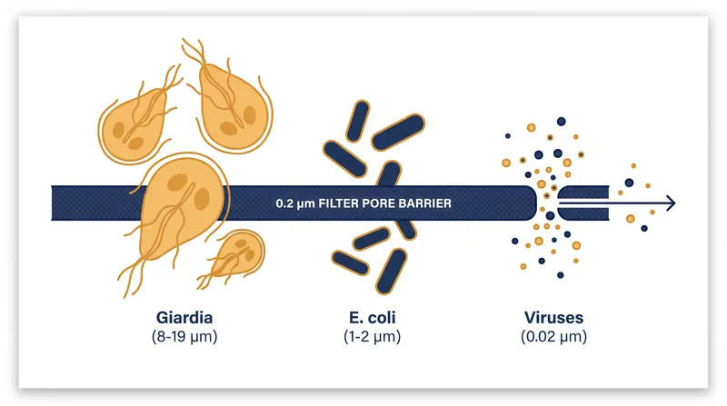 While protozoa and bacteria are easily trapped by a 0.2-micron pore, viruses are small enough to slip through.
