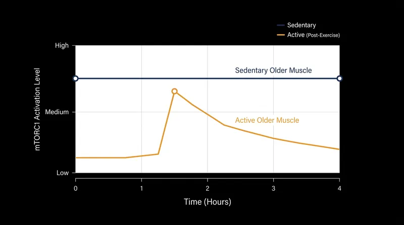 Resistance training temporarily suppresses the hyperactive baseline of mTORC1, allowing for a clear activation spike when protein is consumed.