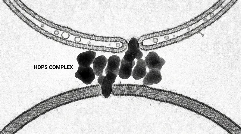 The HOPS complex acts as a molecular bridge, aligning the membranes for fusion.
