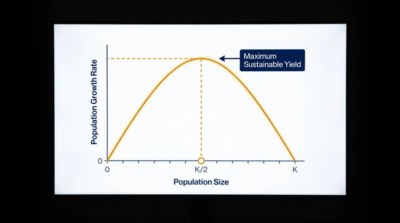 The Schaefer model posits that a fish population grows fastest when it is reduced to exactly half of its natural carrying capacity.