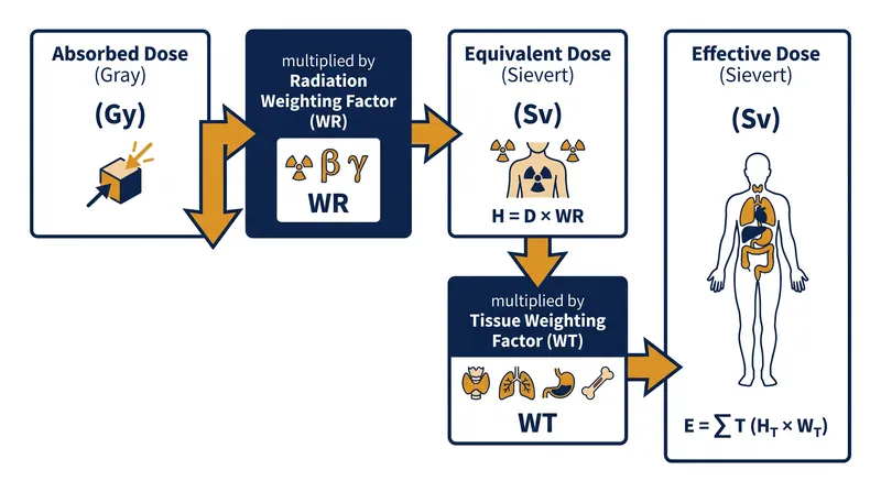 The two-step conversion process from physical energy to biological risk.