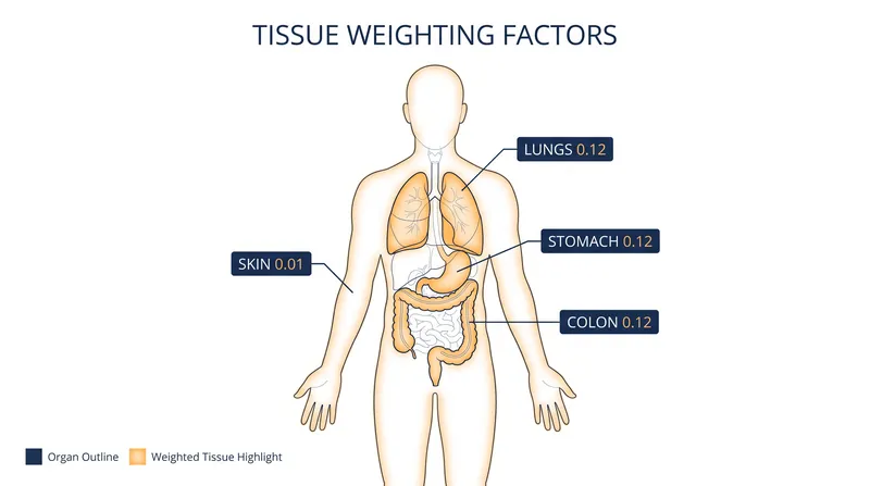 Different organs carry different weighting factors based on their sensitivity to radiation-induced cancer.