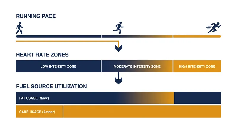 Running at a slower pace keeps the heart rate in the aerobic zone, maximizing fat oxidation and sparing glycogen.