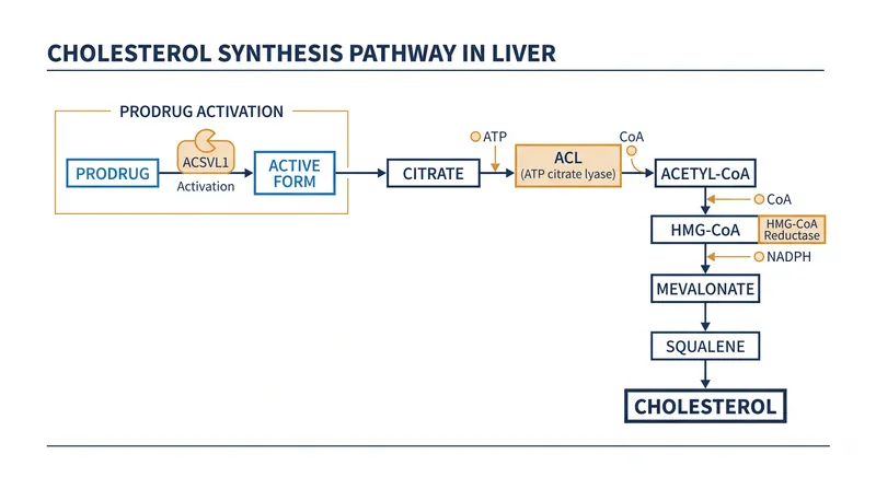 Bempedoic acid inhibits ATP citrate lyase (ACL) to halt cholesterol production, but only after being activated by an enzyme found exclusively in the liver.