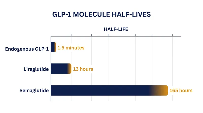 Chemical modifications extend the active lifespan of synthetic GLP-1 from minutes to a full week.