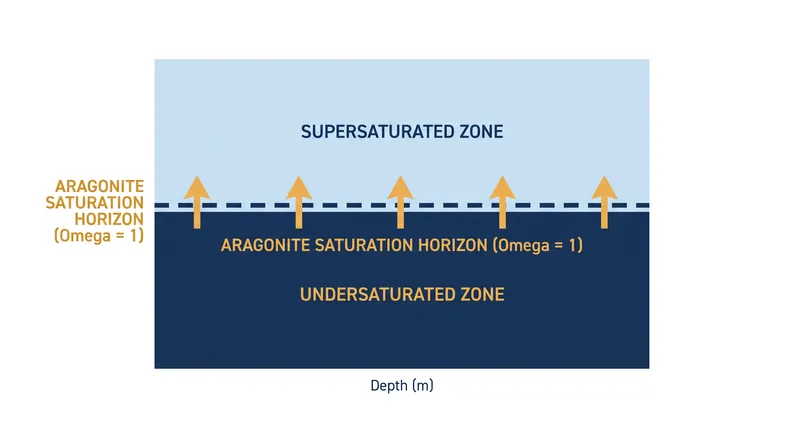 The aragonite saturation horizon marks the depth where calcium carbonate begins to dissolve, a boundary that is steadily moving toward the surface.