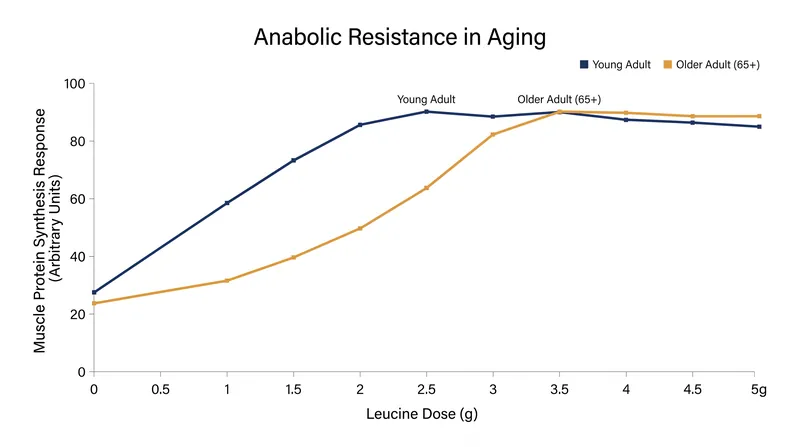 As the body ages, the mTOR pathway becomes less sensitive, requiring a larger per-meal dose of leucine to fully activate muscle protein synthesis.