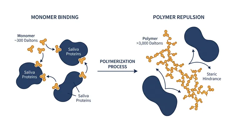 Small tannin molecules strip lubricating proteins from saliva, while larger polymerized chains are too bulky to bind.