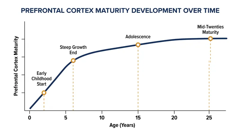The prefrontal cortex undergoes its most significant period of growth between the ages of two and six.