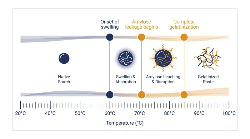 The critical temperature thresholds that transform raw dough into a structured crumb.