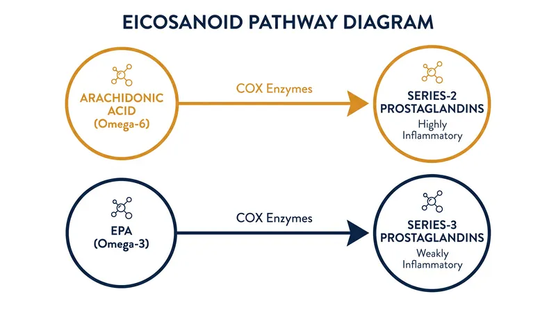 The enzymatic competition: COX and LOX enzymes process both fatty acids, but produce vastly different inflammatory signals.