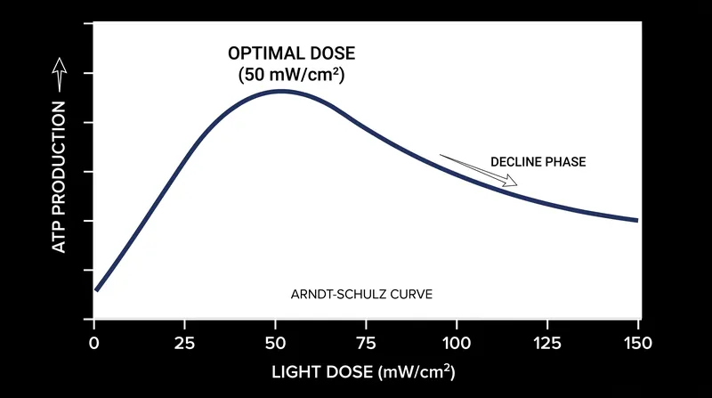 The biphasic dose response shows that excessive light exposure can inhibit rather than stimulate cellular energy.