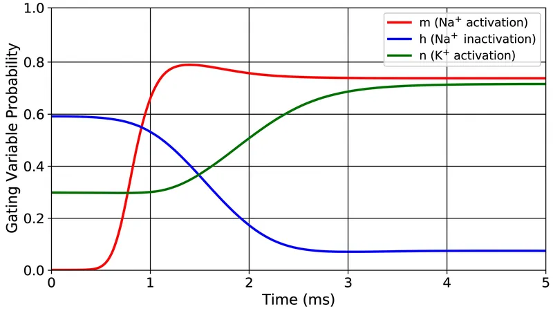 The model uses three dimensionless variables—m, h, and n—to calculate the probability of ion channels being open.