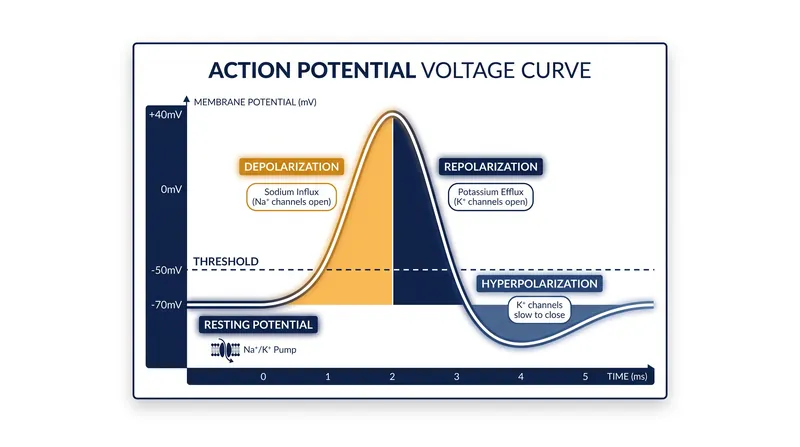 The action potential is driven by the sequential opening and closing of voltage-gated sodium and potassium channels.