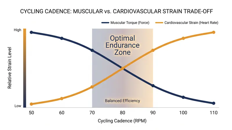 The 70-90 RPM range represents the physiological crossover point where neither the muscles nor the heart are disproportionately taxed.