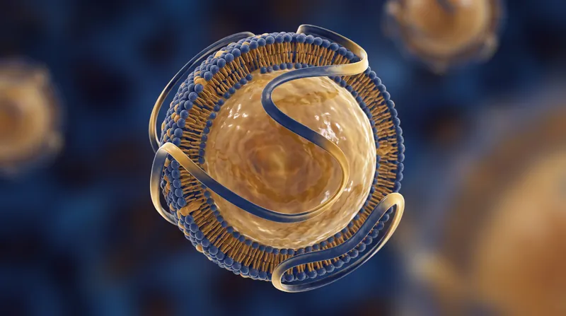 A microscopic view of a blood vessel showing low-density lipoprotein particles interacting with the arterial wall.