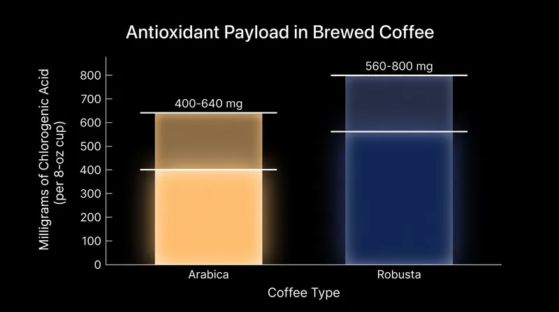 A standard cup of Robusta delivers a substantially higher antioxidant payload than an equivalent cup of Arabica.