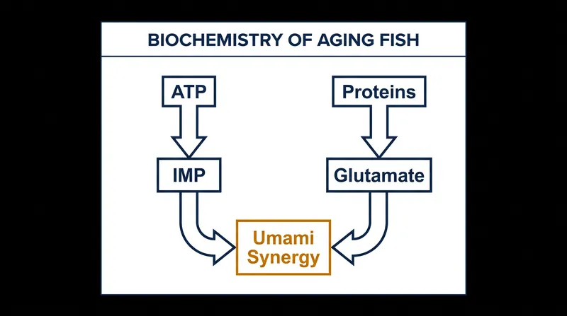 The enzymatic breakdown of proteins and ATP creates the compounds responsible for umami synergy.