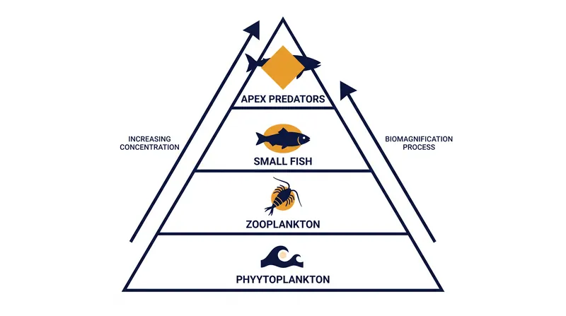 Biomagnification multiplies chemical concentrations at each successive trophic level.