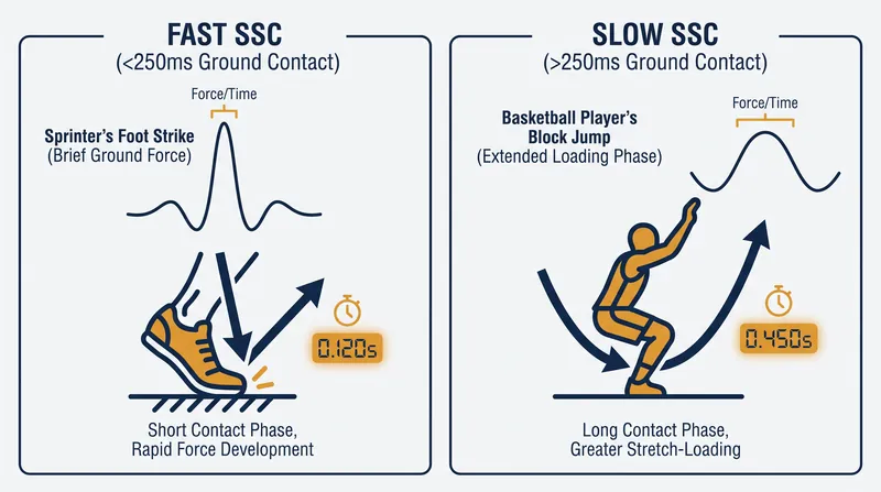 Stretch-shortening cycles are categorized by total ground contact time, though both rely on a rapid amortization phase.
