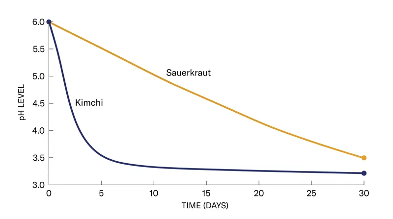 Kimchi's heterofermentative bacteria drop the pH rapidly in under a week, while sauerkraut's homofermentative process takes nearly a month.