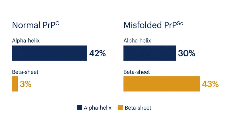 The structural reorganization of the prion protein involves a massive increase in beta-sheet content.