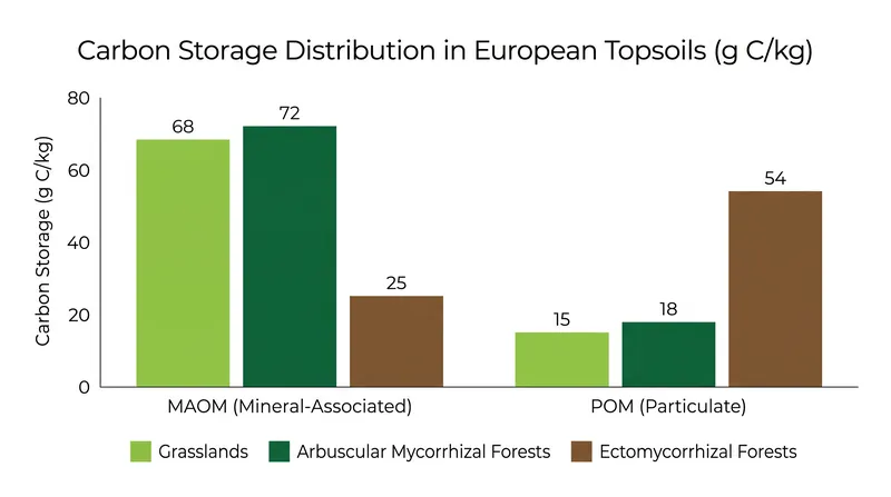 Different ecosystems rely on different mechanisms to store carbon, dictated heavily by their fungal networks and nitrogen availability.