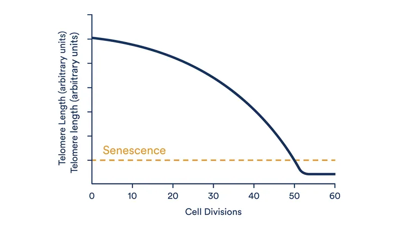 Cellular replication reliably halts after 40 to 60 population doublings as telomeres reach a critical minimum length.