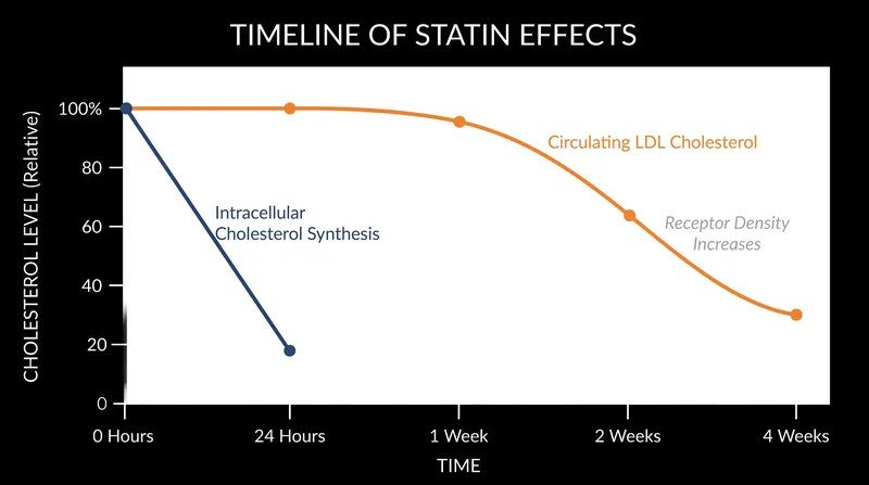 The temporal disconnect between enzyme inhibition and blood lipid clearance.