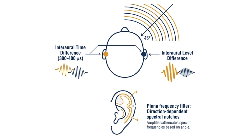 How the brain uses time delay, volume differences, and outer-ear frequency filtering to locate sound in 3D space.