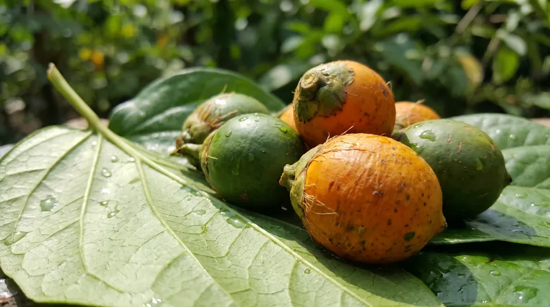 Betel nut remains the world's fourth most widely consumed psychoactive substance today.