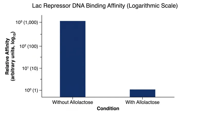 Binding of allolactose reduces the repressor's affinity for DNA by a factor of 1,000.