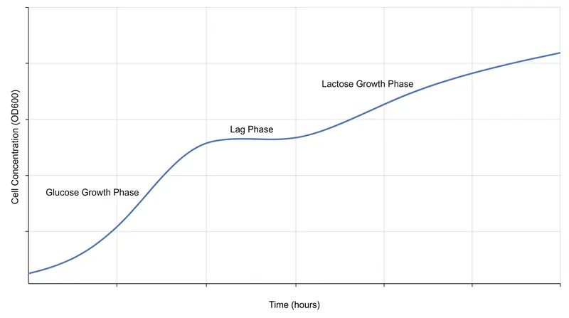 Diauxic growth occurs because the bacteria prioritize glucose, only unlocking the lac operon when glucose is depleted.