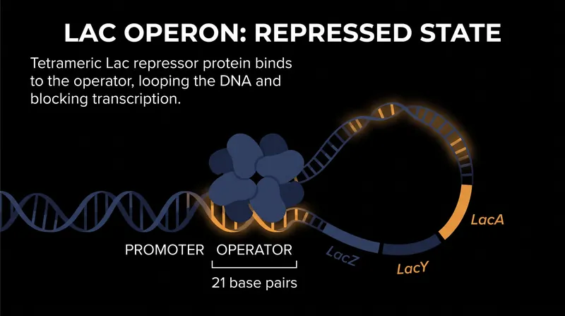 The repressor binds to a 21-base-pair operator sequence, physically blocking RNA polymerase.