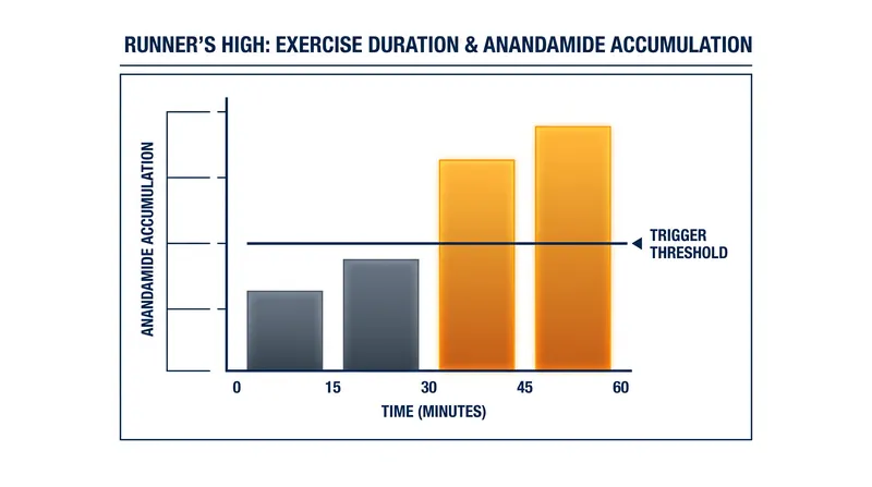 Endocannabinoid release typically requires 30 to 60 minutes of continuous, moderate-intensity aerobic effort.