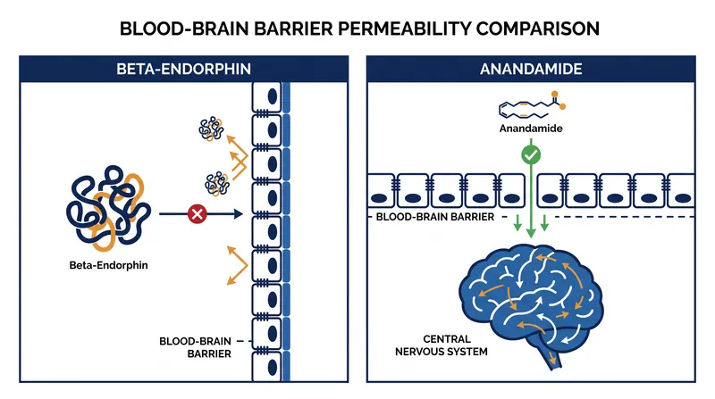 Unlike large endorphin peptides, lipid-based endocannabinoids are structurally capable of crossing into the brain.