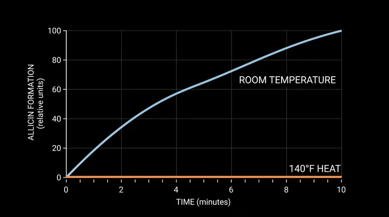 Immediate heat exposure denatures the enzyme before allicin can form.