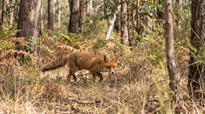 In Australia, the lethal control of dingoes led to a surge in red fox activity, driving down native small mammal populations.