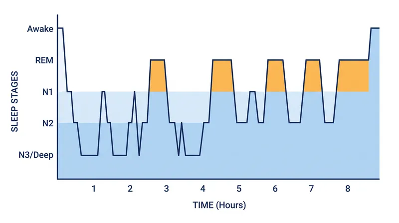 Deep NREM sleep dominates the first half of the night, while REM sleep dominates the second half.