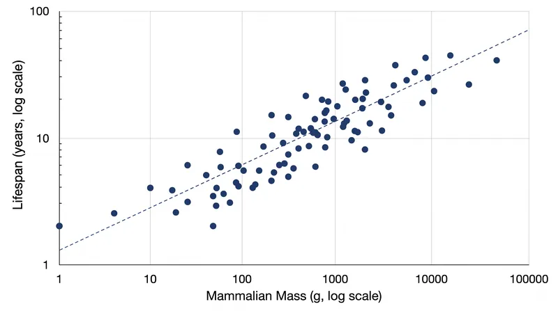 Lifespan scales to the positive one-quarter power of body mass, a relationship that holds true across the entire mammalian class.