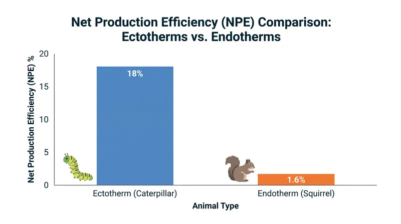 Warm-blooded animals expend significantly more energy maintaining their body temperature, resulting in lower net production efficiency.
