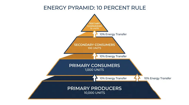 Because roughly 90 percent of energy is lost as heat at each trophic level, the available energy pool shrinks exponentially.