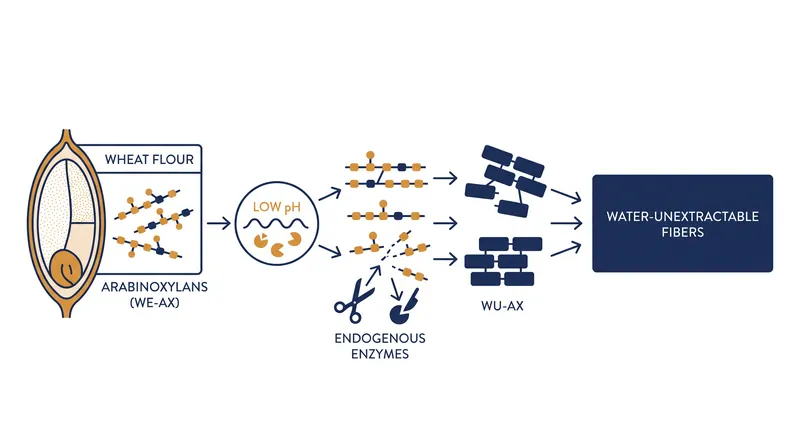 The acidic environment of sourdough activates endogenous wheat enzymes, fundamentally altering the grain's dietary fibers.