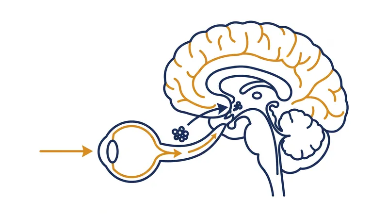 The suprachiasmatic nucleus (SCN) relies on light signals from the retina to synchronize the body's internal clocks.
